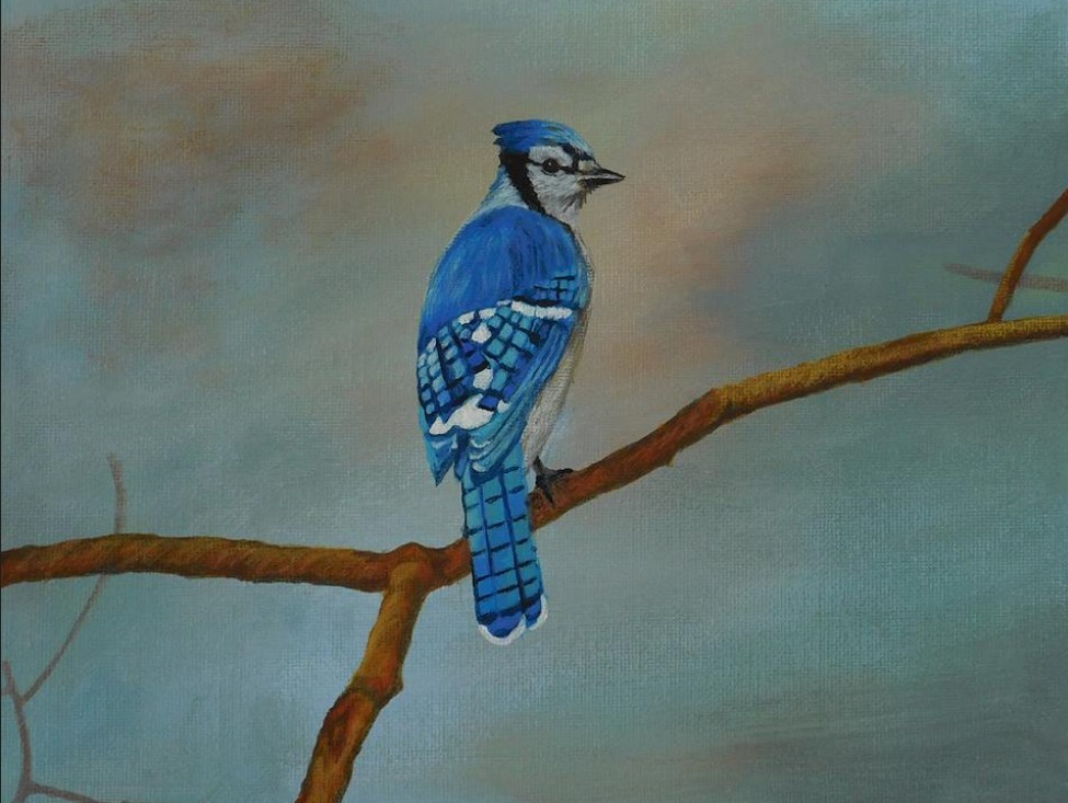 Bluejay