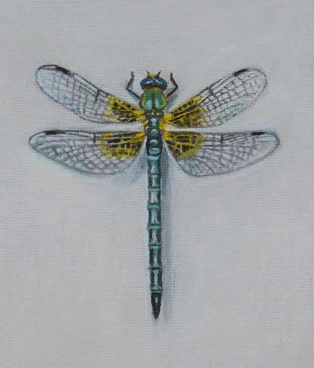 Dragonfly